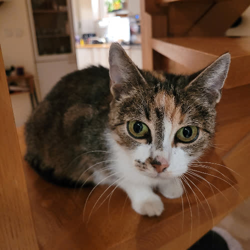 Koty ze schroniska do adopcji Terri