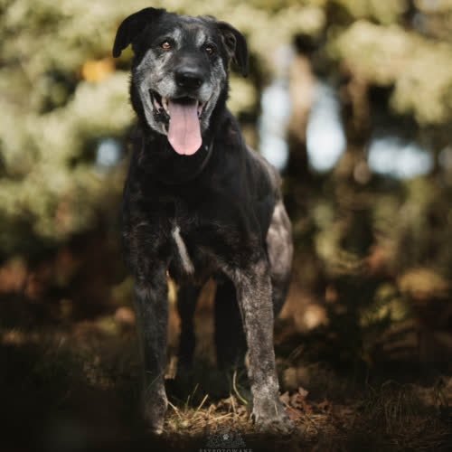 Psy ze schroniska do adopcji ODYN