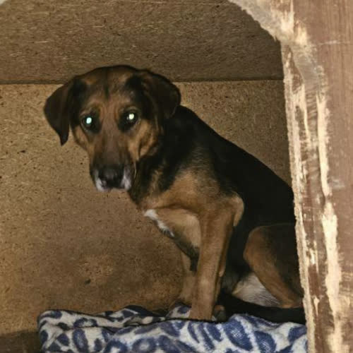 Psy ze schroniska do adopcji Aqua