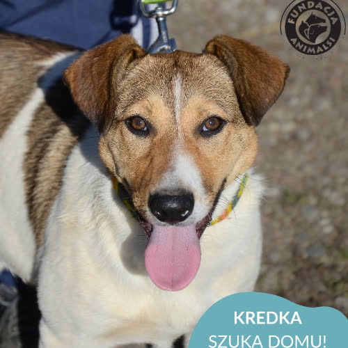 Psy ze schroniska do adopcji KREDKA
