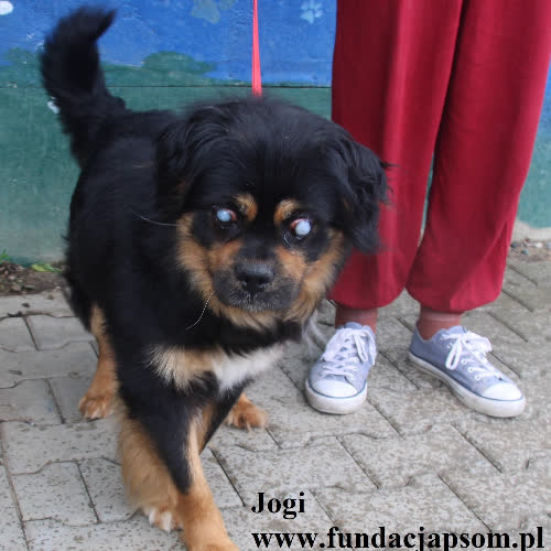Psy ze schroniska do adopcji Jogi