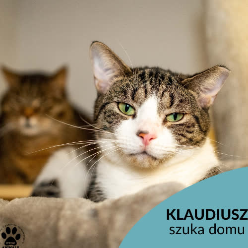 Koty ze schroniska do adopcji Kludiusz