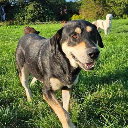 Psy ze schroniska do adopcji Meo