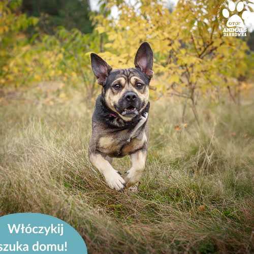 Psy ze schroniska do adopcji Włóczykij