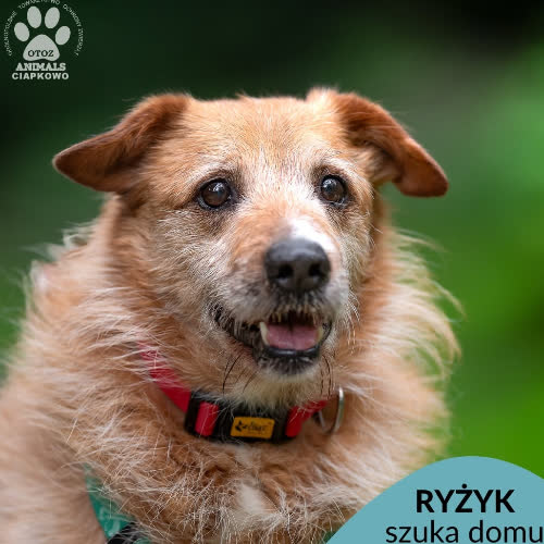 Ryżyk