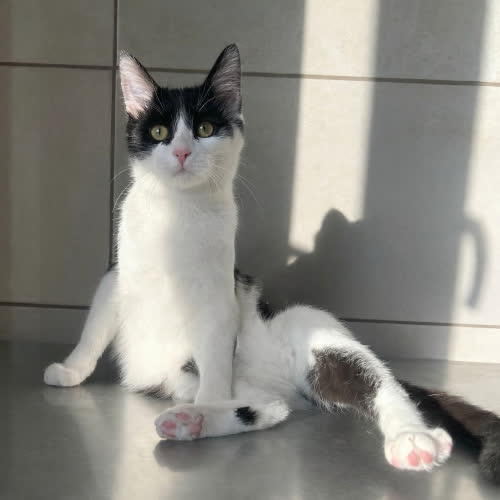 Koty ze schroniska do adopcji Nikola 