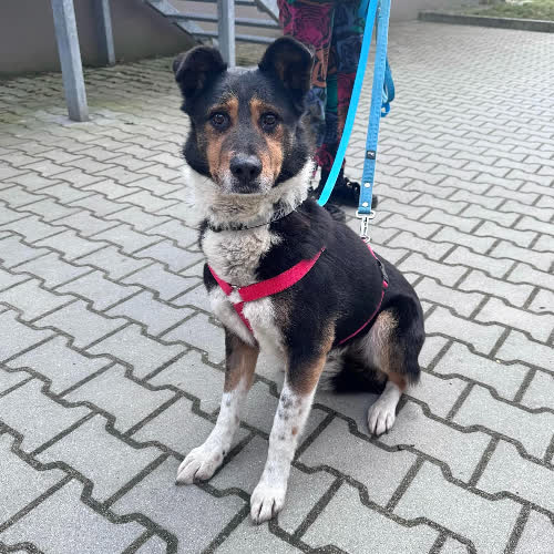 Psy ze schroniska do adopcji Kajetan