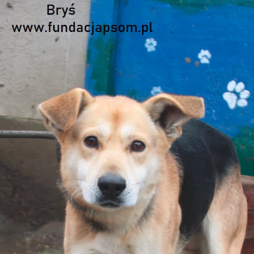 Psy ze schroniska do adopcji Bryś