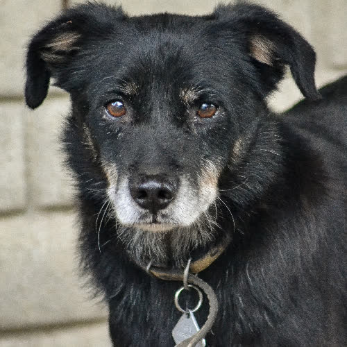 Psy ze schroniska do adopcji Denar