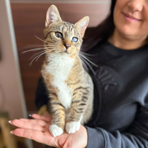 Koty ze schroniska do adopcji Jutrzenka
