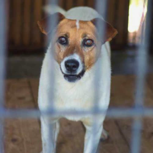 Psy ze schroniska do adopcji Freedom