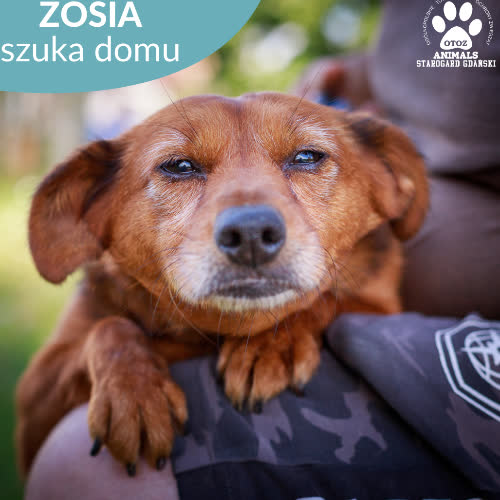 Psy ze schroniska do adopcji Zosia
