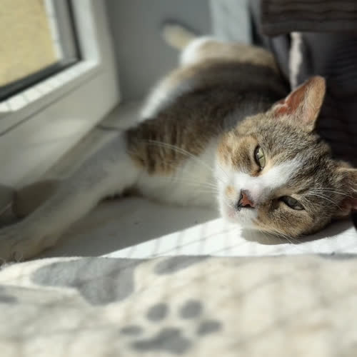 Koty ze schroniska do adopcji Cebuleczka