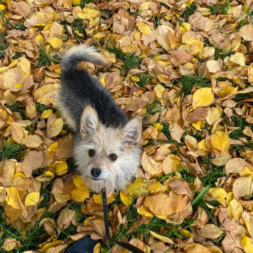 Psy ze schroniska do adopcji Kiko