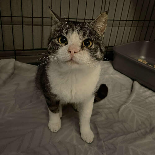 Koty ze schroniska do adopcji Lord Szaruś