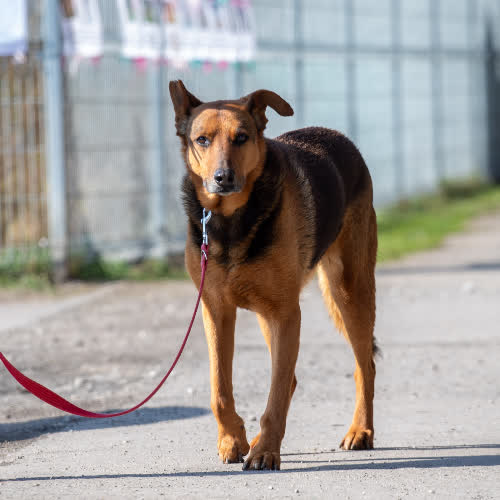 Psy ze schroniska do adopcji Bella