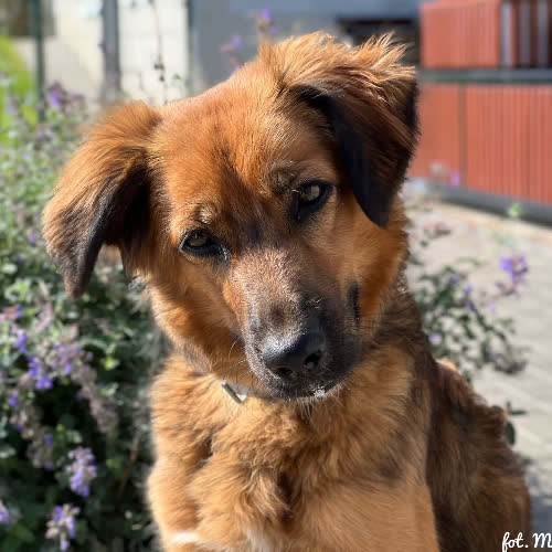 Psy ze schroniska do adopcji Helcia