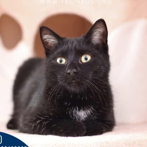 Koty ze schroniska do adopcji Boluś