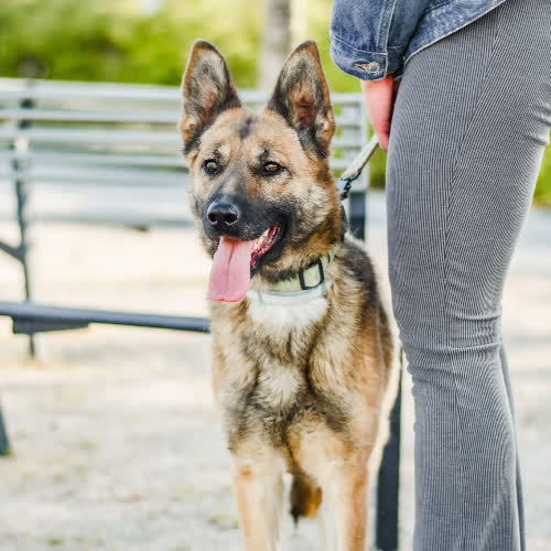 Psy ze schroniska do adopcji Śliwka 
