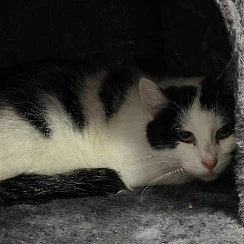 Koty ze schroniska do adopcji Bazia