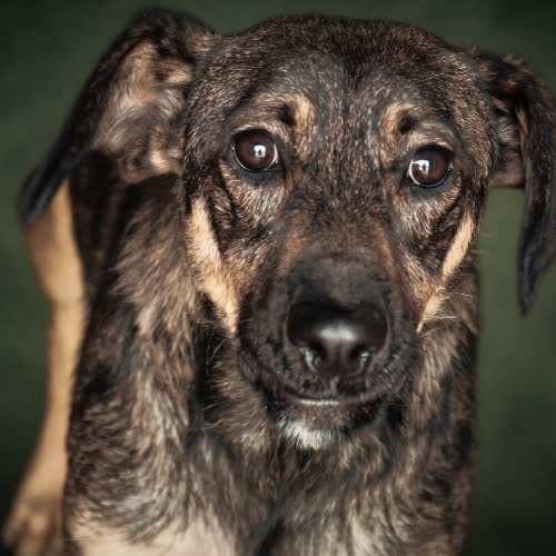 Psy ze schroniska do adopcji WŁOCH