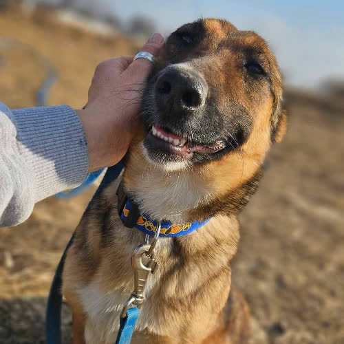 Psy ze schroniska do adopcji Yoga