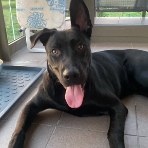 Psy ze schroniska do adopcji Cody