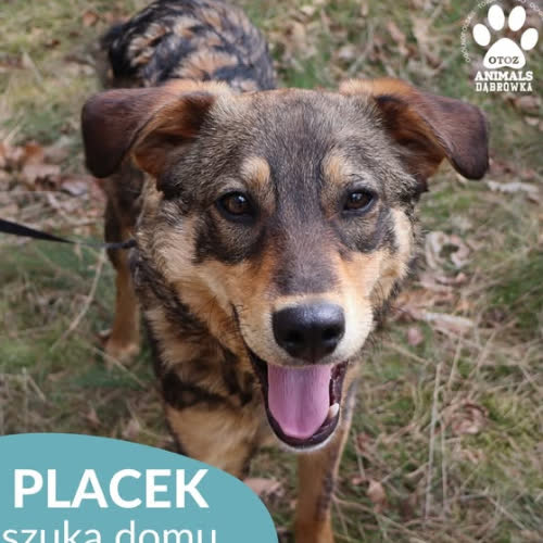 Psy ze schroniska do adopcji Placek
