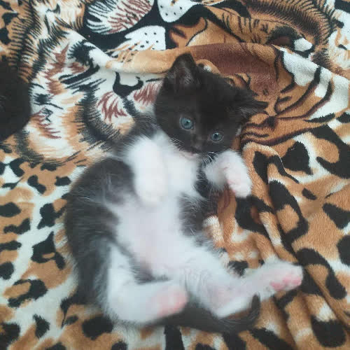 Koty ze schroniska do adopcji Kociaki razem 