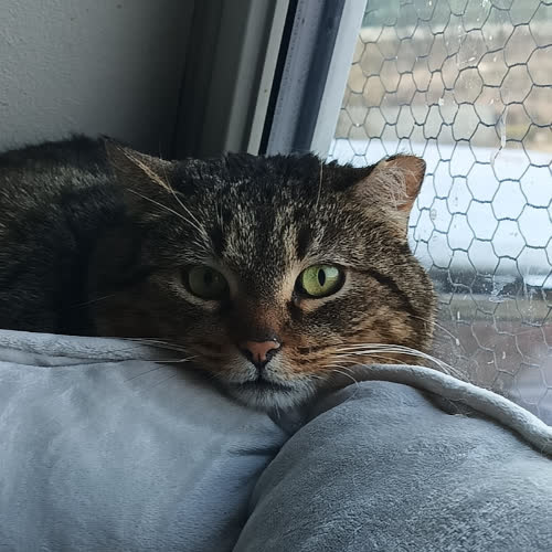 Lolek