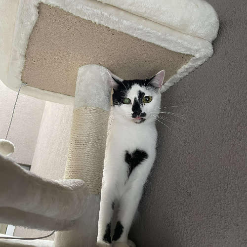 Koty ze schroniska do adopcji Chevy