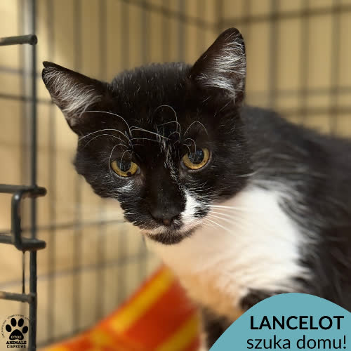 Koty ze schroniska do adopcji Lancelot