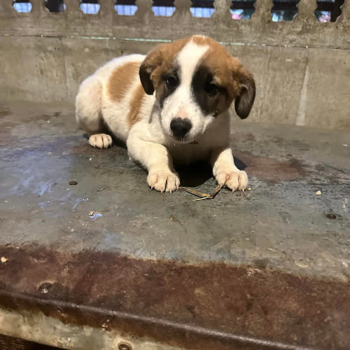 Szczeniak chłopczyk 