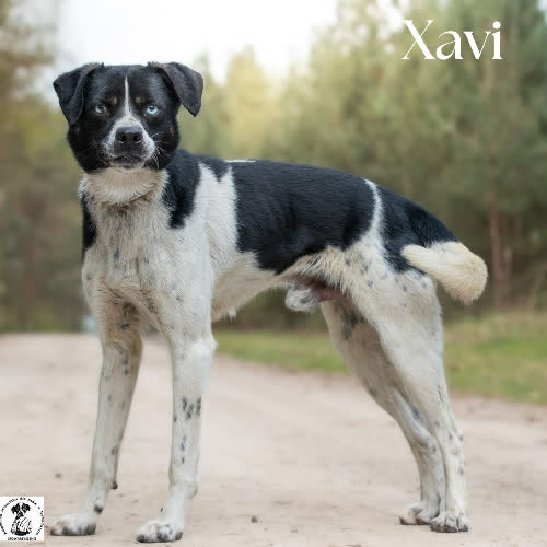 Psy ze schroniska do adopcji Aktywny XAVI 