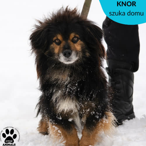 KNOR