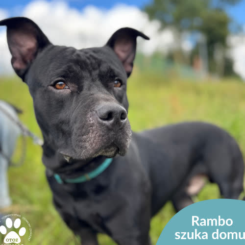 Rambo