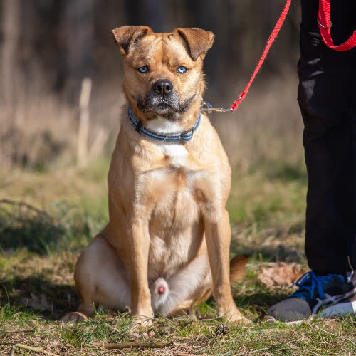 Psy ze schroniska do adopcji Lucky