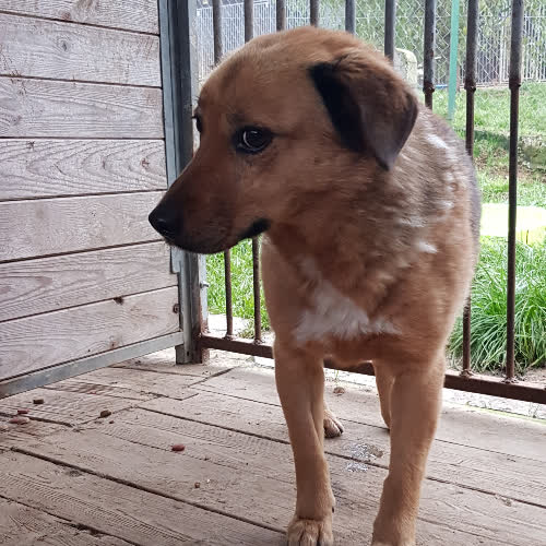 Psy ze schroniska do adopcji Dima