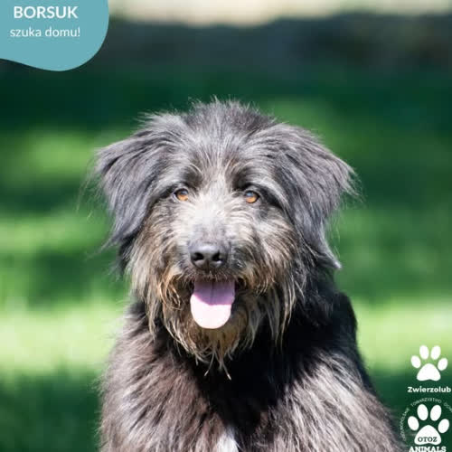 Psy ze schroniska do adopcji BORSUK