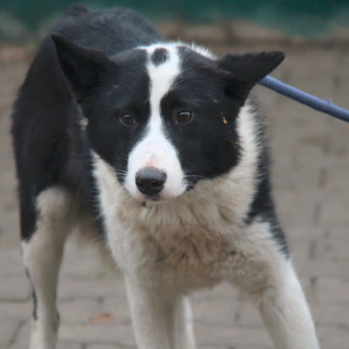 Psy ze schroniska do adopcji Mia