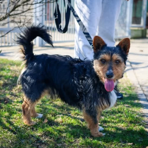 Psy ze schroniska do adopcji Gucio 