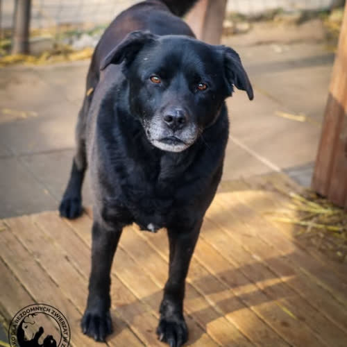 Psy ze schroniska do adopcji Spajki