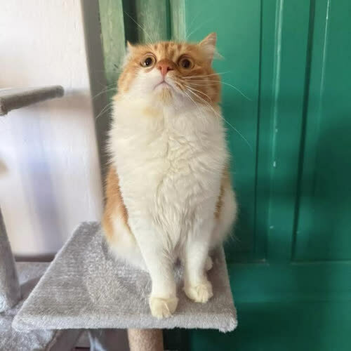 Koty ze schroniska do adopcji Julka