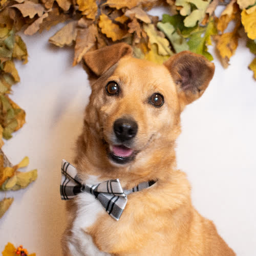 Psy ze schroniska do adopcji CHIVAS