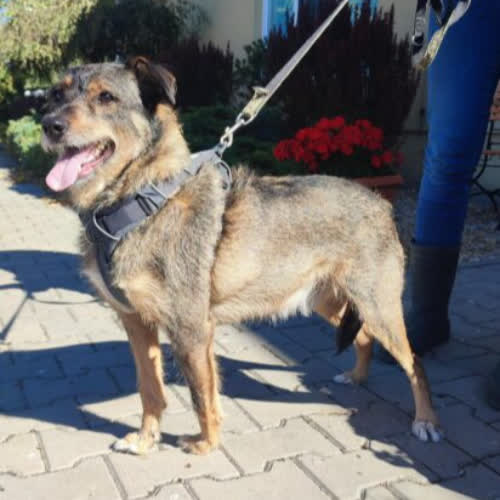 Psy ze schroniska do adopcji Torin