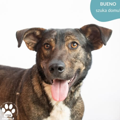 Psy ze schroniska do adopcji BUENO