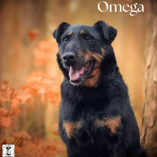 Psy ze schroniska do adopcji Terierka OMEGA 