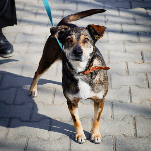 Psy ze schroniska do adopcji Chrupka 