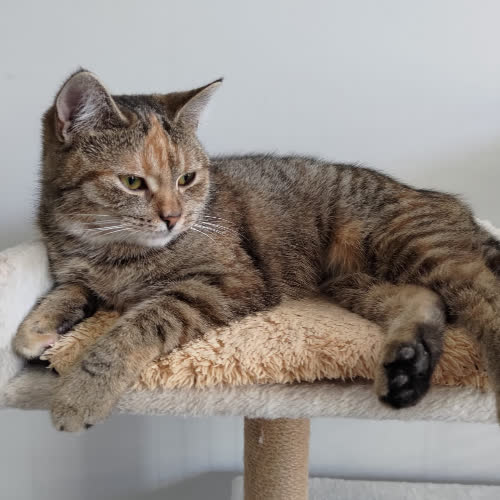 Koty ze schroniska do adopcji Nazira