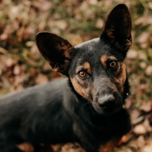 Psy ze schroniska do adopcji Rambuś
